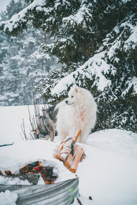 Onlinekurs - Vinterboosta din hund❄️